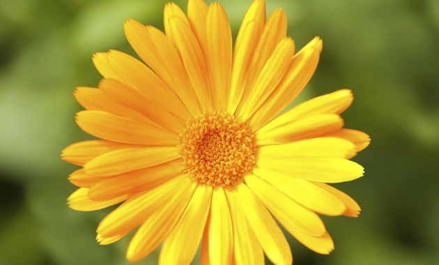 10-flores-que-son-comestibles-3.jpg 10-flores-que-son-comestibles-3.jpg