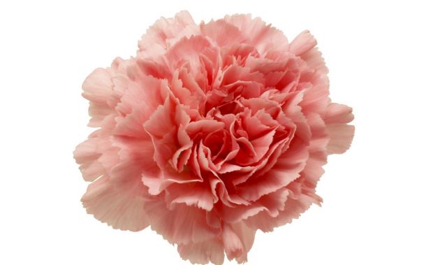 10-flores-que-son-comestibles-4.jpg 10-flores-que-son-comestibles-4.jpg