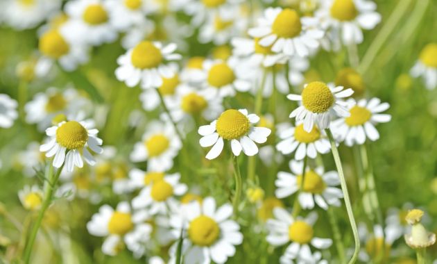 10-flores-que-son-comestibles-5.jpg 10-flores-que-son-comestibles-5.jpg