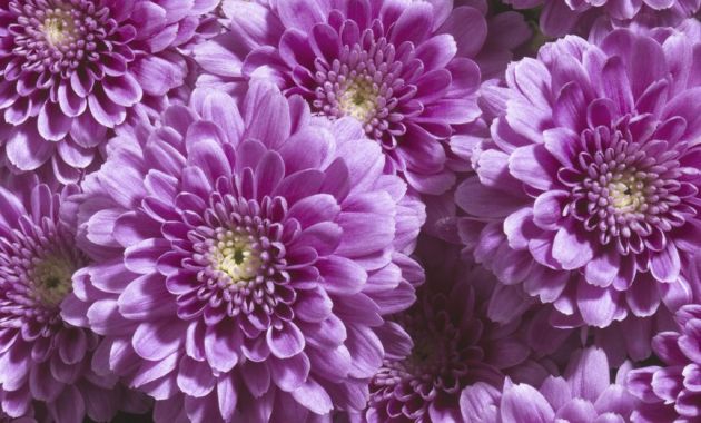 10-flores-que-son-comestibles-6.jpg 10-flores-que-son-comestibles-6.jpg