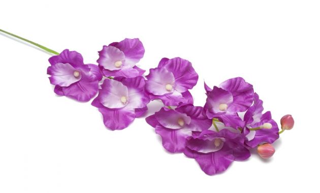 10-flores-que-son-comestibles-7.jpg 10-flores-que-son-comestibles-7.jpg