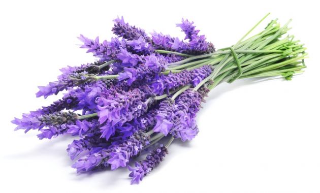 10-flores-que-son-comestibles-8.jpg 10-flores-que-son-comestibles-8.jpg