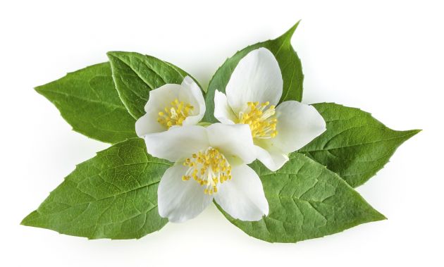 10-flores-que-son-comestibles-9.jpg 10-flores-que-son-comestibles-9.jpg