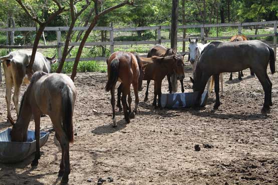 Hogar Teresa de Los Andes recibe caballos para realizar equinoterapia