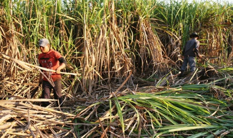 Las lluvias impidieron que la zafra 2014 se inicie en abril, además el exceso de agua redujo los rendimientos.