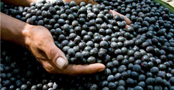 El açaí, menor que una canica y con infinitas posibilidades en la cocina y la industria