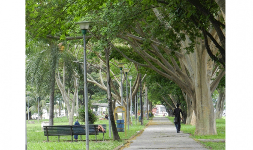 La investigación se realizó en 37 parques y paseos públicos de la ciudad que se encontraban con parásitos de perros.