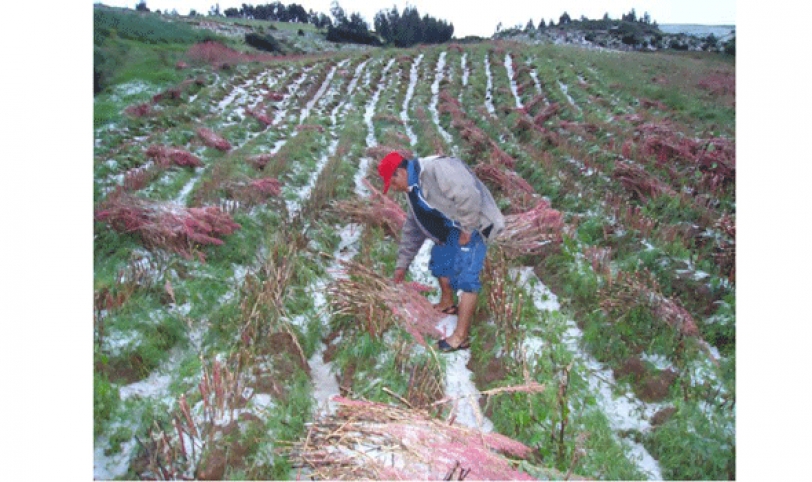 Los productores de los valles cruceños son afectados por la sequía y la granizada.