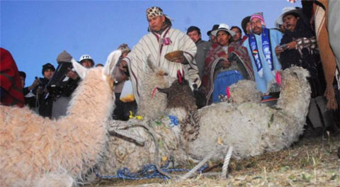 Bolivia-castigara-la-violencia-contra-animales-pero-no-el-sacrificio-en-rituales