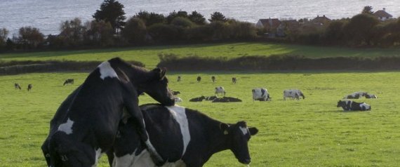 VACAS