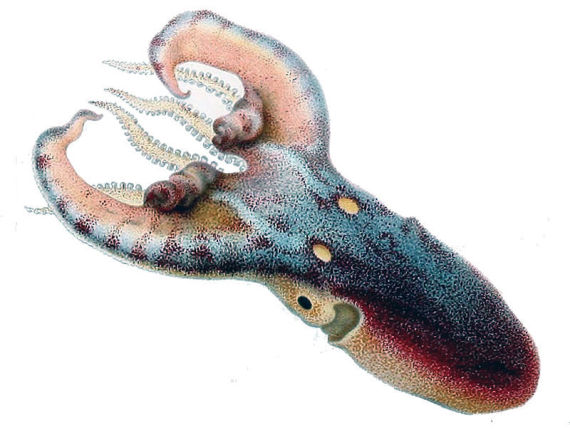 pulpo