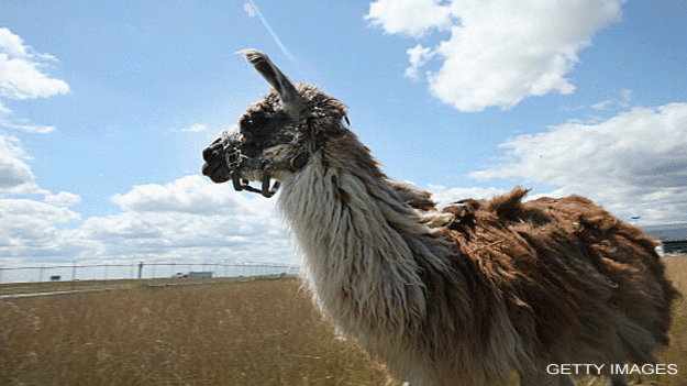 Llama