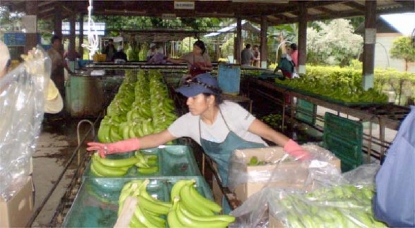 Técnicos Argentinos certifican calidad de banano boliviano