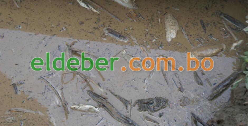 La madrugada de este domingo, una gran cantidad de peces muertos flotaban en las aguas turbias del río Abapó.