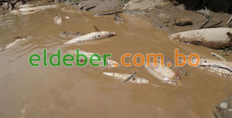 La madrugada de este domingo, una gran cantidad de peces muertos flotaban en las aguas turbias del río Abapó.