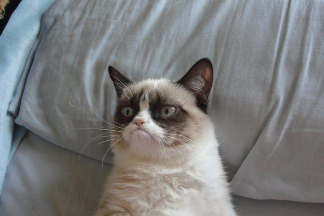 Grumpy Cat