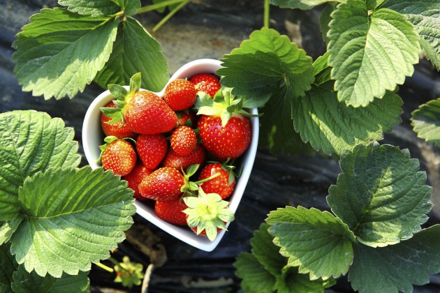 9-frutas-que-debes-comer-para-evitar-la-diabetes-8.jpg