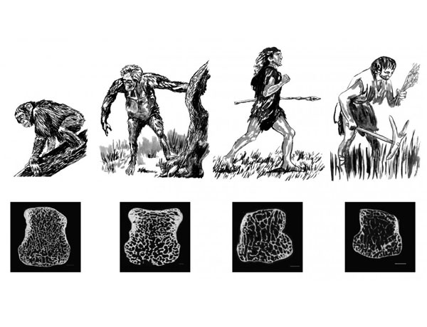 Evolución del esqueleto