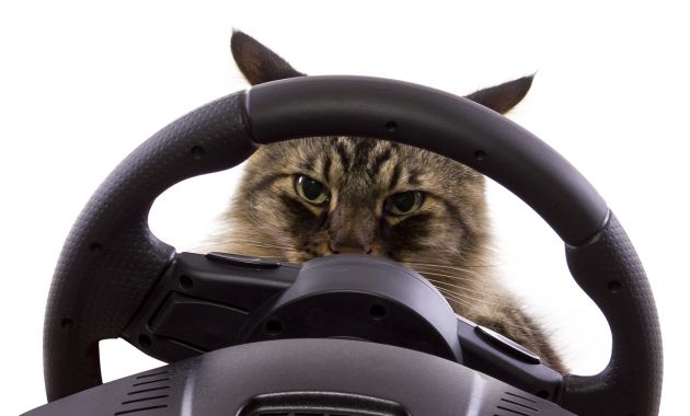 me-voy-de-viaje-que-hago-con-mi-gato-2.jpg me-voy-de-viaje-que-hago-con-mi-gato-2.jpg