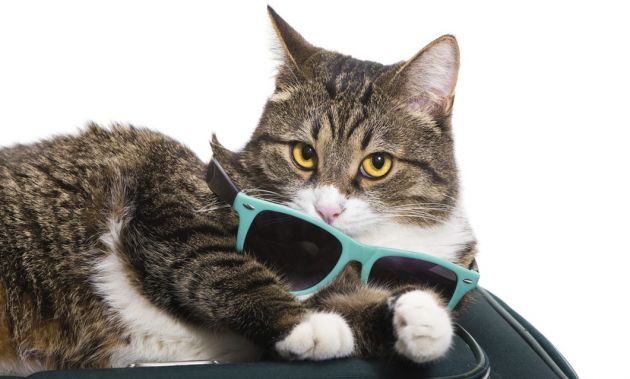 me-voy-de-viaje-que-hago-con-mi-gato-3.jpg me-voy-de-viaje-que-hago-con-mi-gato-3.jpg