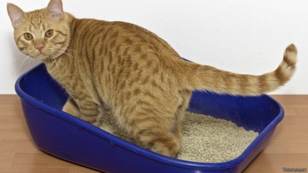 Arena para que los gatos