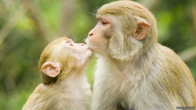 Monos besándose
