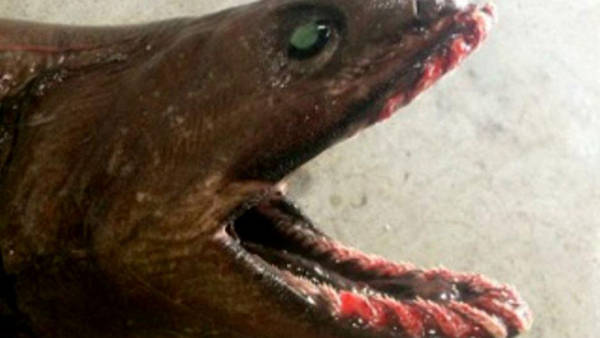 Pescadores atrapan un raro tiburón conocido como "fósil viviente" en Australia. (Twitter)