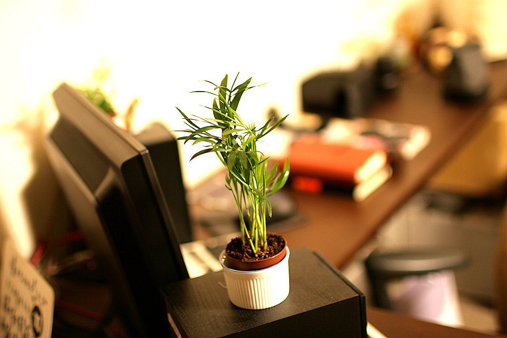 Tener una planta en tu escritorio podría volverte más productivo