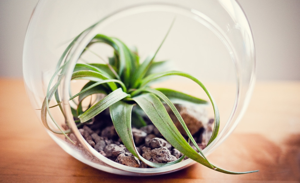 Tener una planta en tu escritorio podría volverte más productivo