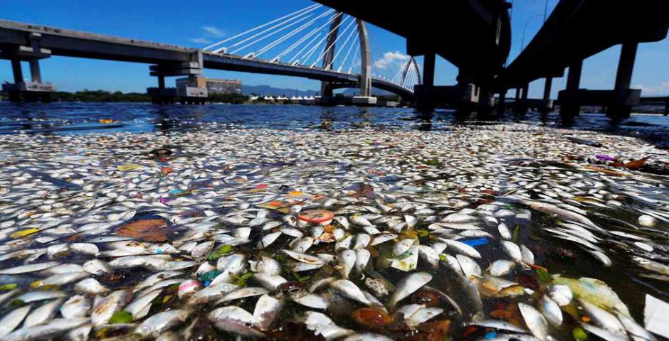 Los peces muertos en las orillas de la Bahía de Guanabara , en Río de Janeiro