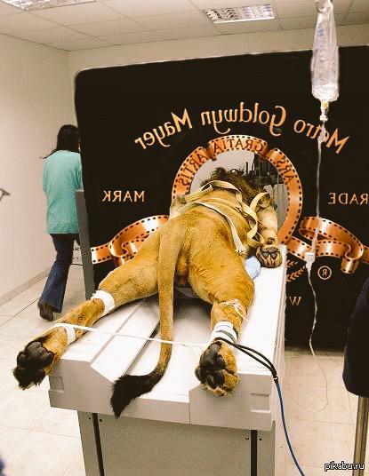 Fake Mgm