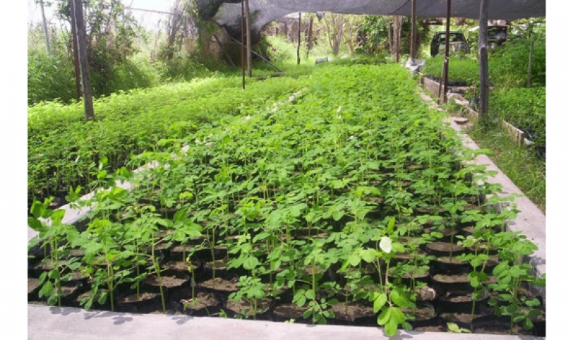 CULTIVO. En todo el país existen cien hectáreas con la producción de esta planta dirigida por 300 productores.