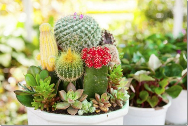 cactus-y-suculentas-1