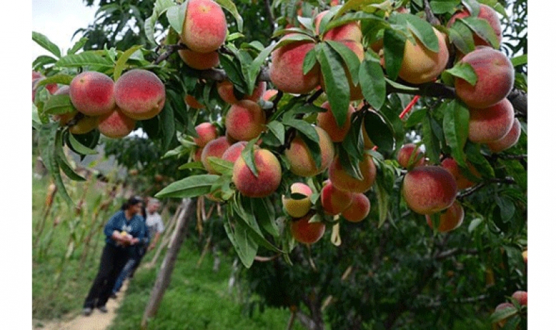 PRODUCCIóN. La zona de los valles produce durazno, uva, higo.