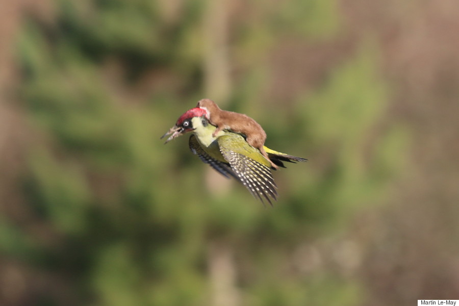 weasel rides woodpecker