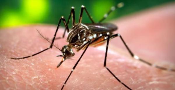 El Sedes recomienda a la población destruir los criaderos de mosquitos para prevenir el dengue. En lo que va del año en Santa Cruz se han registrado 2.127 casos positivos de esta enfermedad