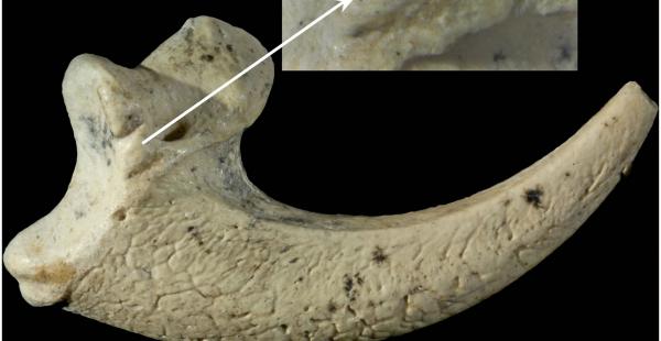 Las garras de una ave fueron las piezas empleadas en la elaboración de collares