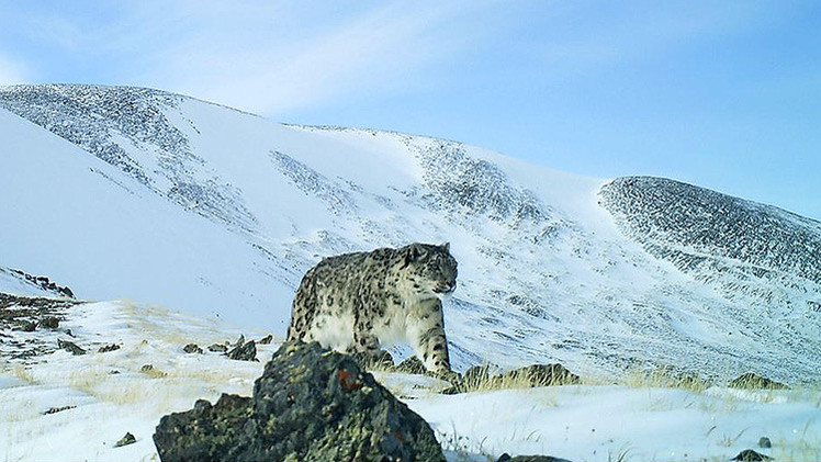 Leopardo de las nieves