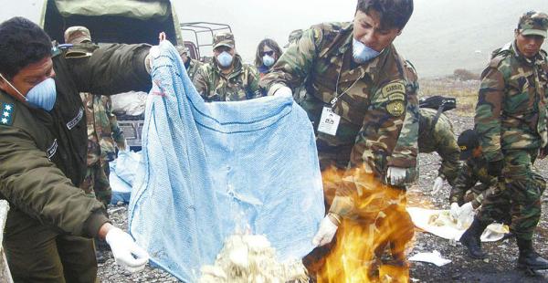 Según la Policía, el 50% de la droga decomisada en Bolivia proviene de Perú, como esta que fue incinerada