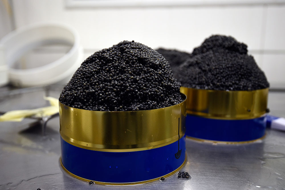 El caviar negro