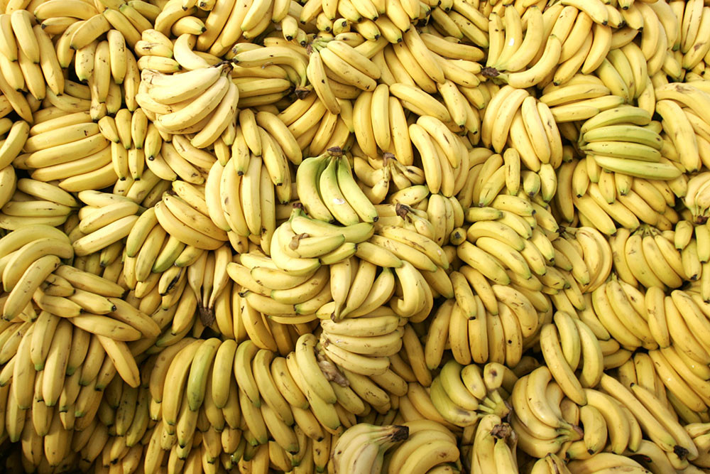 Los plátanos Cavendish