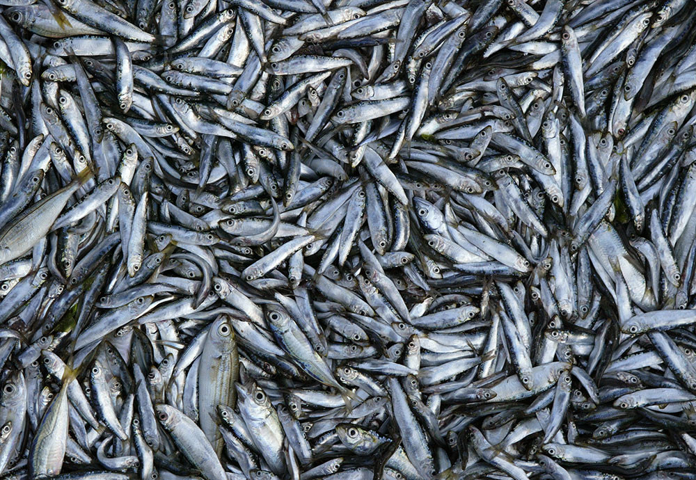 Las sardinas pilchardus