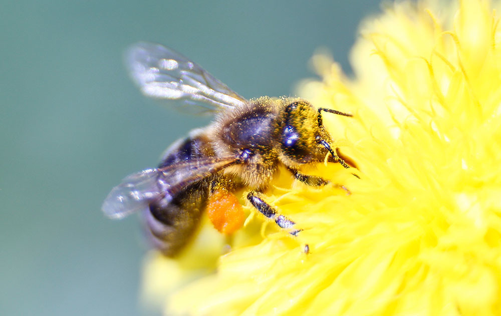 La abeja doméstica