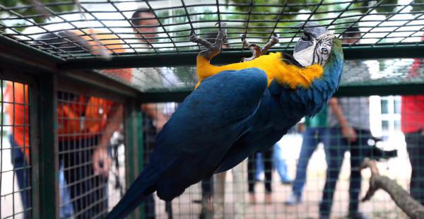 Un operativo rescató a animales y aves silvestres que iban a ser comercializadas