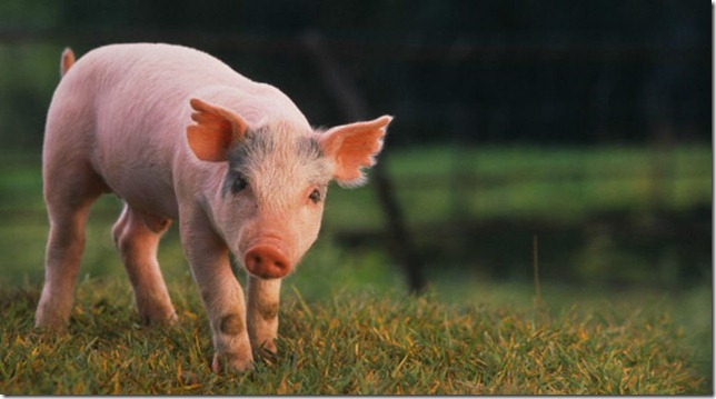 Cerdo