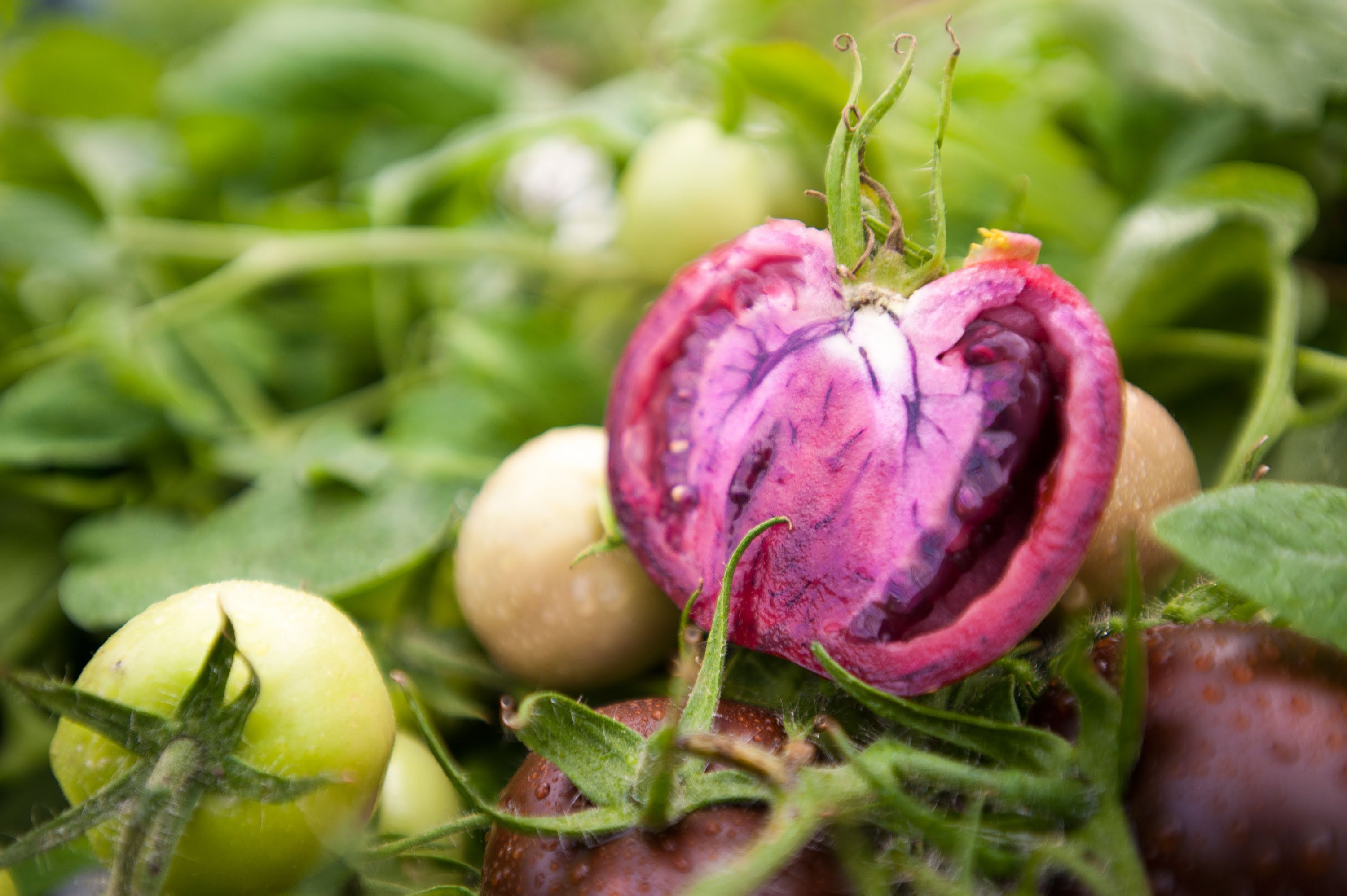 organismos modificados genéticamente