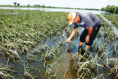 El Seguro Agrario cubrió a menos afectados este año