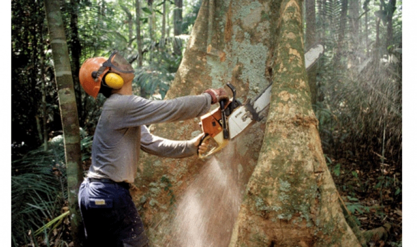 informe. Las importaciones de madera en los últimos años ha superado a las exportaciones, el sector forestal pide mejores condiciones al Gobierno. 