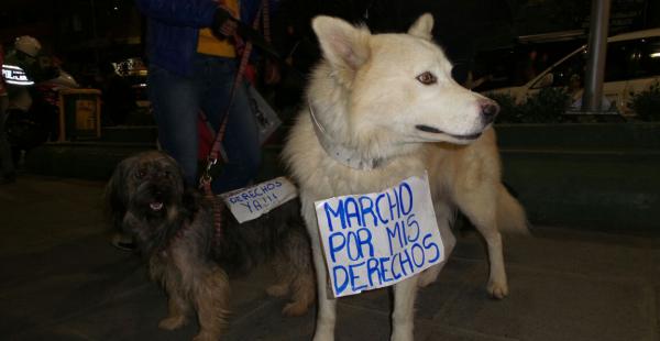 En La Paz marcharon también los perros, acompañados de sus dueños. La movilización exige una ley para castigar la crueldad animal