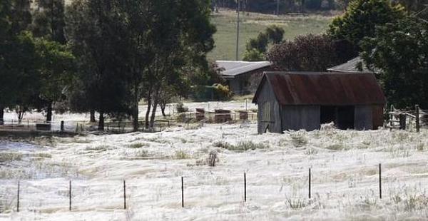 "Cabello de ángel": el fenómeno que hizo llover arañas en Australia